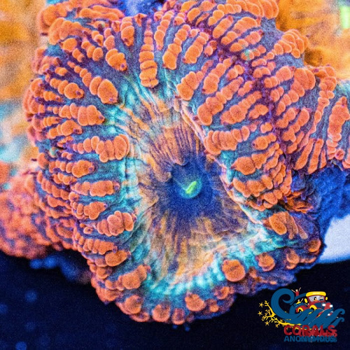 Tropical Blood Orange Blastomussa (1 Polyp) Blasto