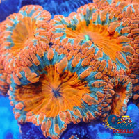 Tropical Blood Orange Blastomussa (1 Polyp) Blasto