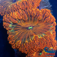 Tropical Blood Orange Blastomussa (1 Polyp) Blasto
