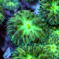 Yellow Mouth Emerald Blastomussa Merletti (3-5 Polyps) - Corals Anonymous
