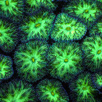 Yellow Mouth Emerald Blastomussa Merletti (3-5 Polyps) - Corals Anonymous
