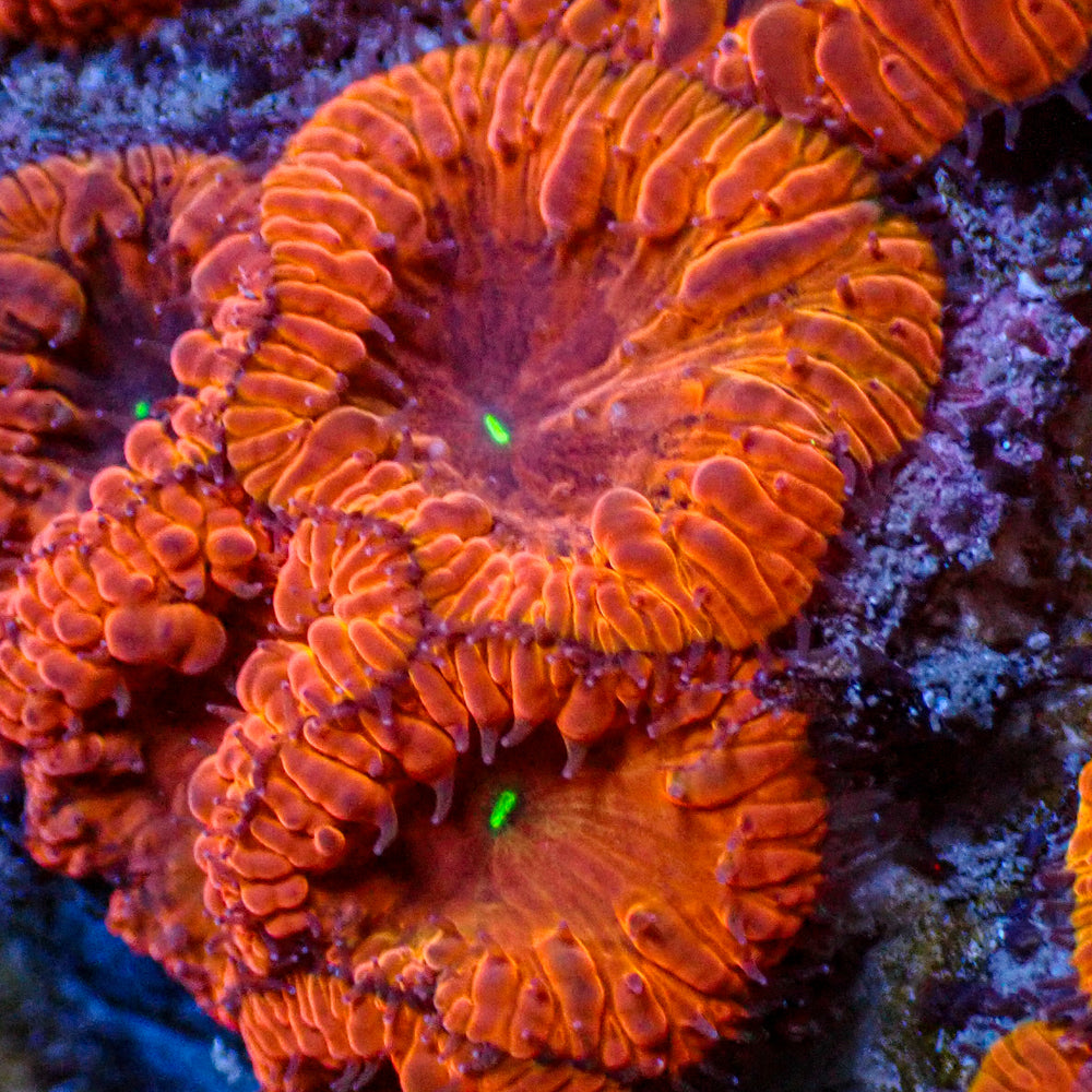 Flamethrower Blastomussa