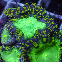 Green Stripe Green Mouth Blastomussa (1 Polyp) 1