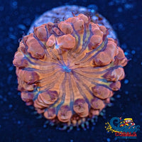 Peachy Pink Blastomussa (1 Polyp) Blasto
