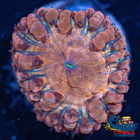 Peachy Pink Blastomussa (1 Polyp) Blasto
