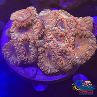 Peachy Pink Blastomussa (1 Polyp) Blasto
