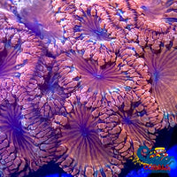 Peachy Pink Blastomussa (1 Polyp) Blasto
