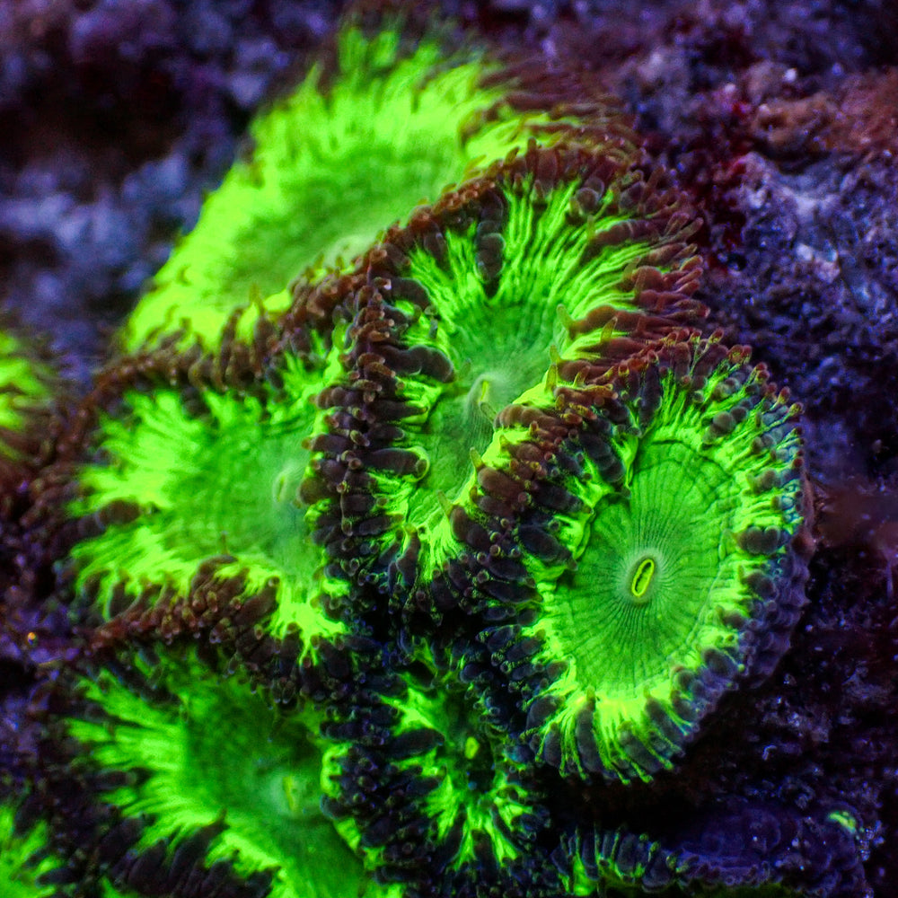 Purple Rim Green Blastomussa (1 Polyp) - Corals Anonymous