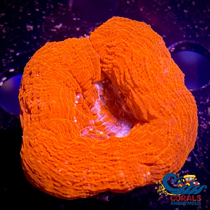 Red/Orange Bowerbanki (1 Polyp) Bowerbanki