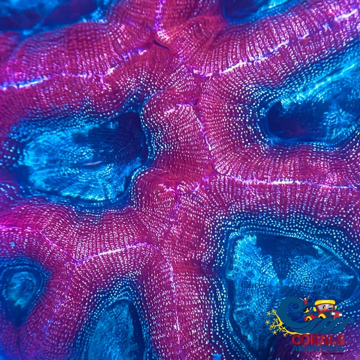 Superman Bowerbanki (1 Polyp) Bowerbanki