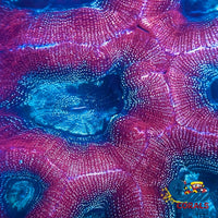 Superman Bowerbanki (1 Polyp) Bowerbanki