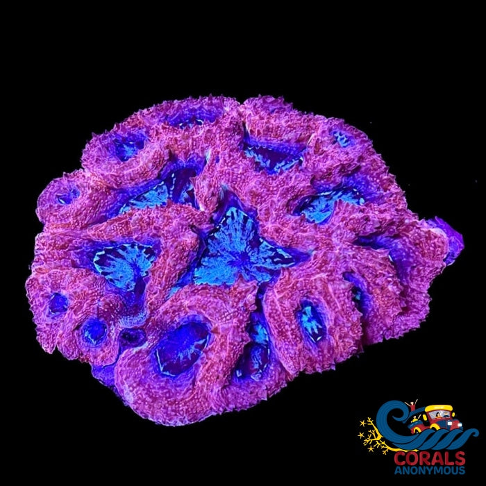 Superman Bowerbanki (1 Polyp) Bowerbanki