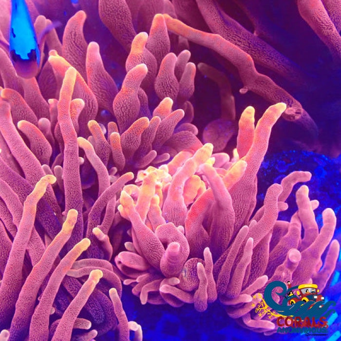 Chicago Sunburst Anemone (Blood Orange Phase) Bubbletipanemone