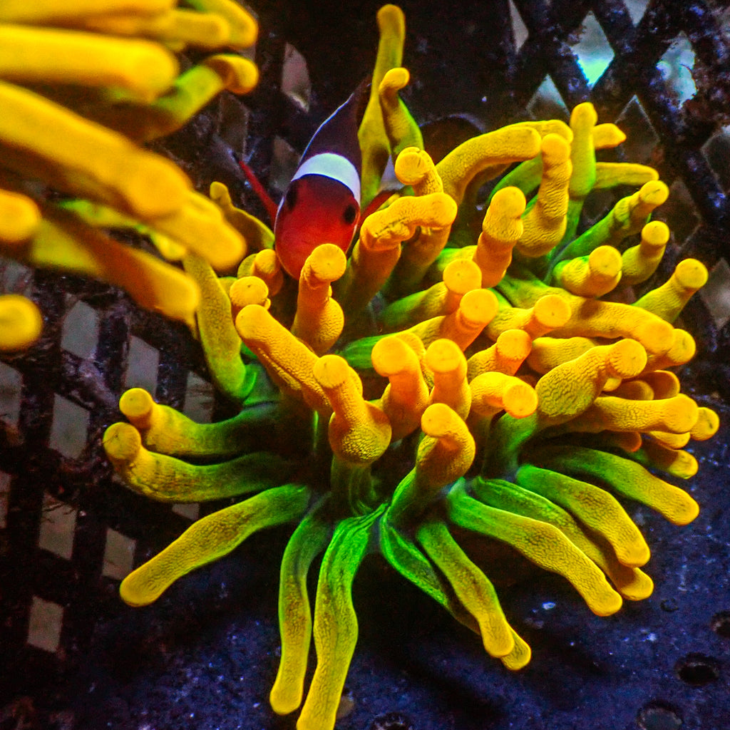 Chicago Sunburst Anemone (Gold Phase) - Corals Anonymous