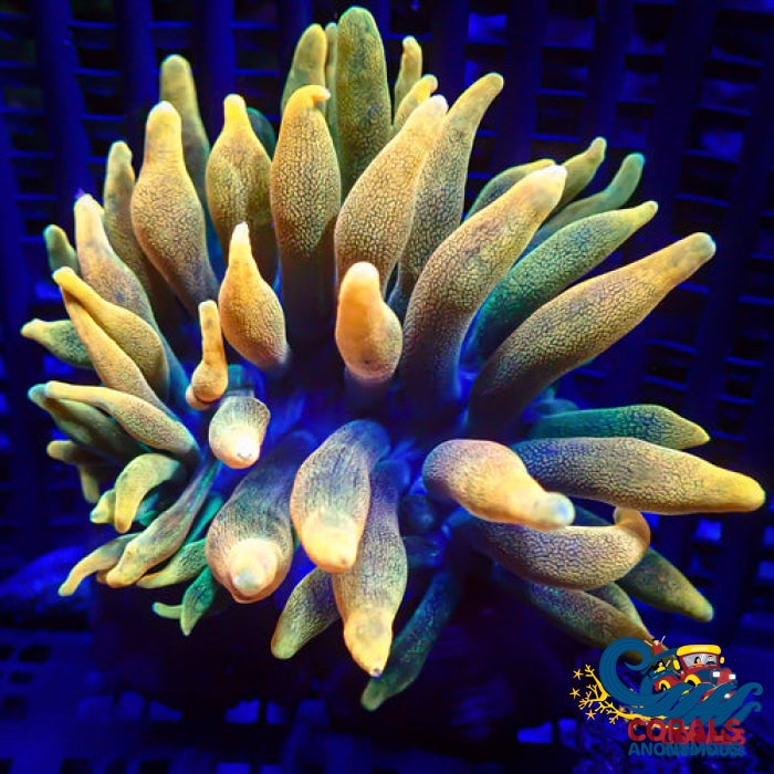 Chicago Sunburst Anemone (Yellow Phase) Bubble Tip Anemone