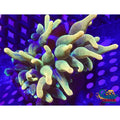 Chicago Sunburst Anemone (Yellow Phase) Bubble tip anemone