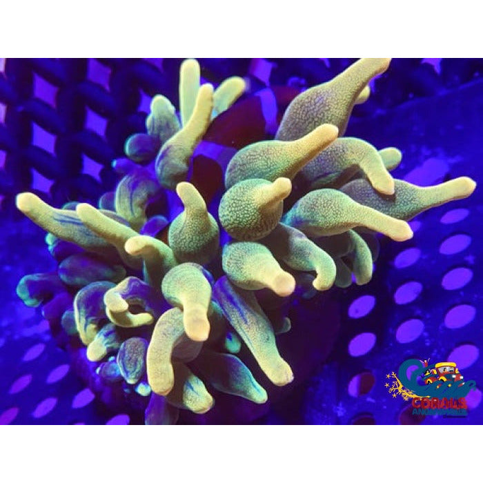 Chicago Sunburst Anemone (Yellow Phase) Bubble tip anemone