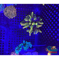 Chicago Sunburst Anemone (Yellow Phase) Bubble tip anemone