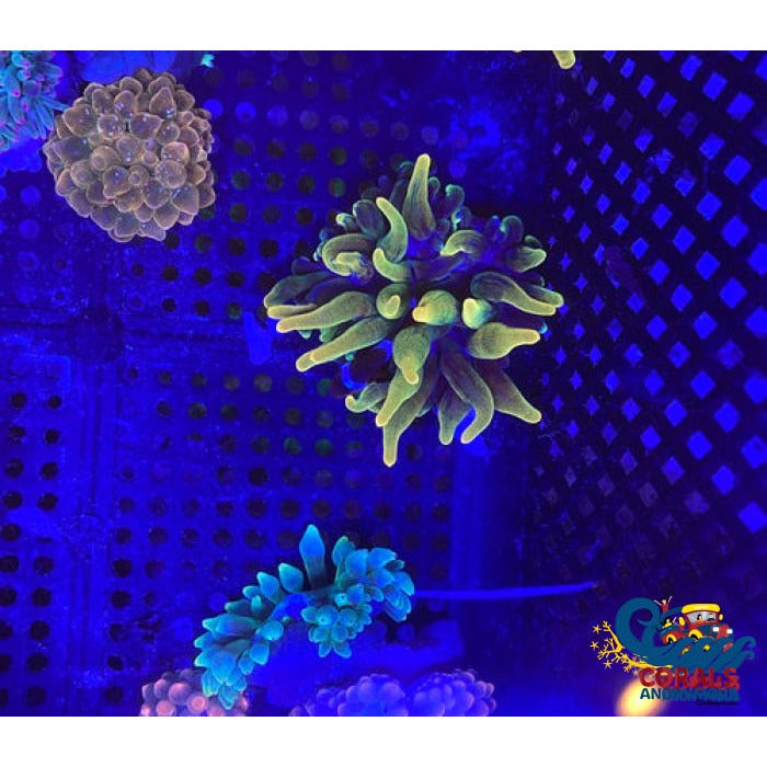 Chicago Sunburst Anemone (Yellow Phase) Bubble tip anemone
