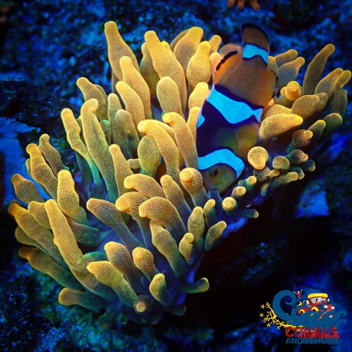 Chicago Sunburst Anemone (Yellow Phase) Bubble tip anemone
