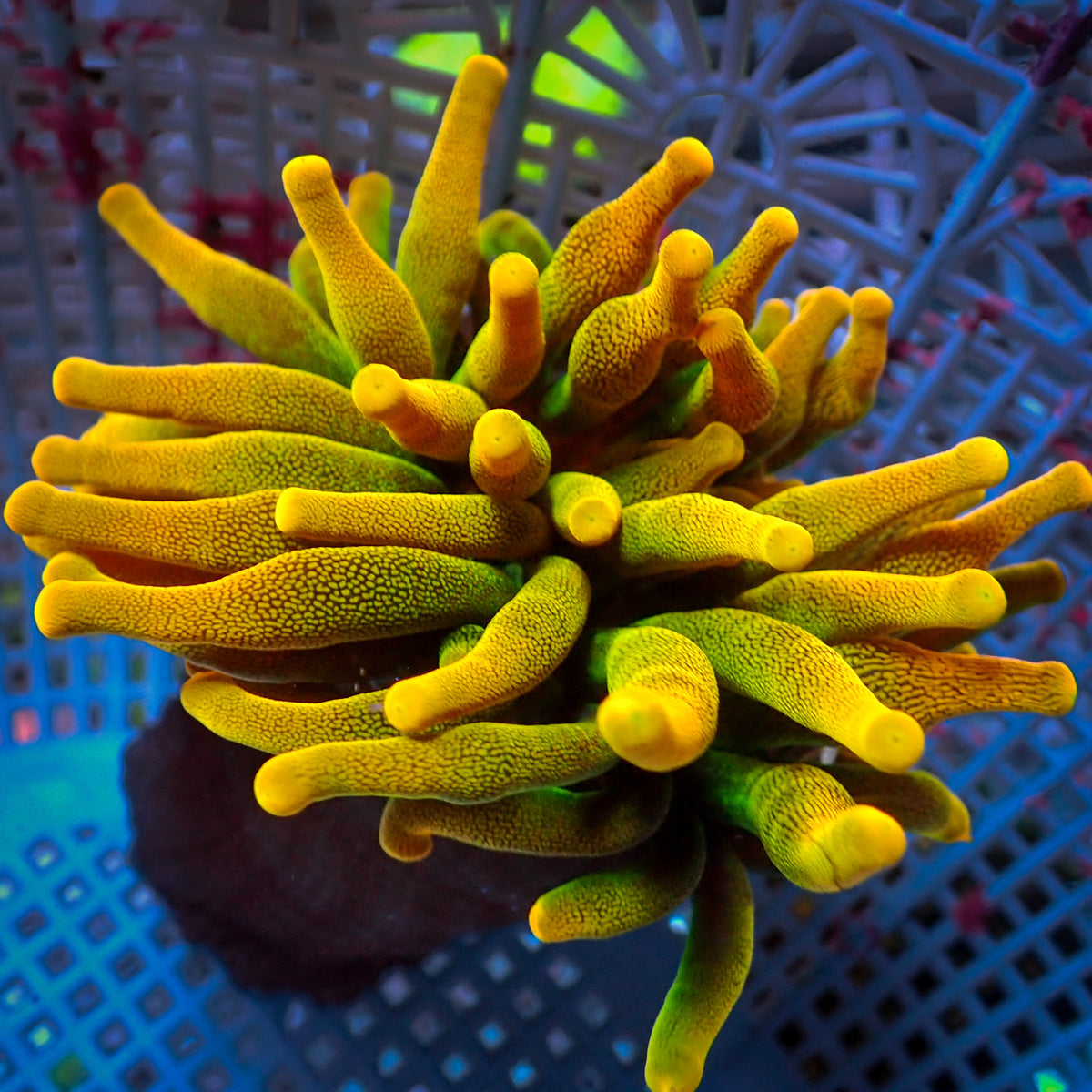 Chicago Sunburst Anemone (Yellow Phase) - Corals Anonymous