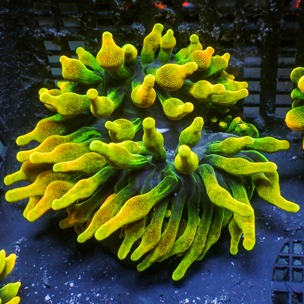 Chicago Sunburst Anemone (Yellow Phase) - Corals Anonymous