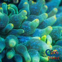 Lantern Tip Anemone Bubbletipanemone