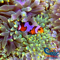 Lantern Tip Anemone Bubbletipanemone
