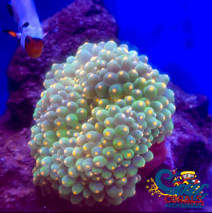 Lantern Tip Anemone Bubbletipanemone