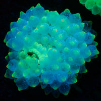 acid specter bubble tip anemone