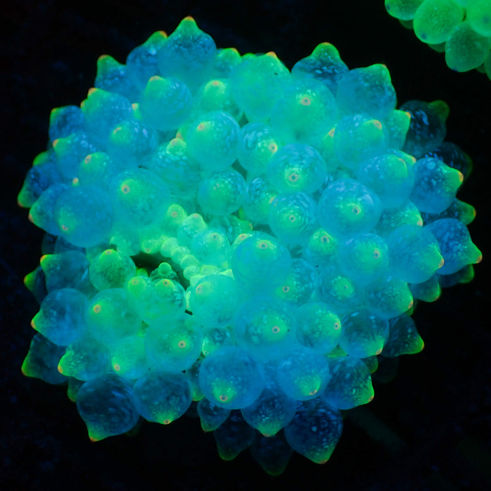 acid specter bubble tip anemone