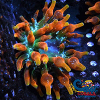 Arizona Sunset Bubble Tip Anemone Bubbletipanemone
