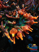 Arizona Sunset Bubble Tip Anemone Bubbletipanemone
