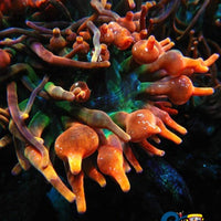 Arizona Sunset Bubble Tip Anemone Bubbletipanemone