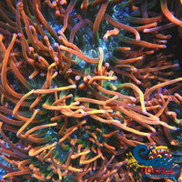 Arizona Sunset Bubble Tip Anemone Bubbletipanemone

