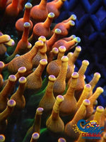 Arizona Sunset Bubble Tip Anemone Bubbletipanemone
