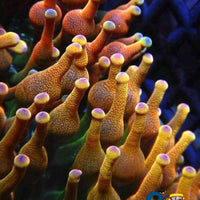 Arizona Sunset Bubble Tip Anemone Bubbletipanemone