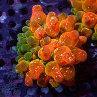 CA Acid Drop Bubble Tip Anemone - Corals Anonymous
