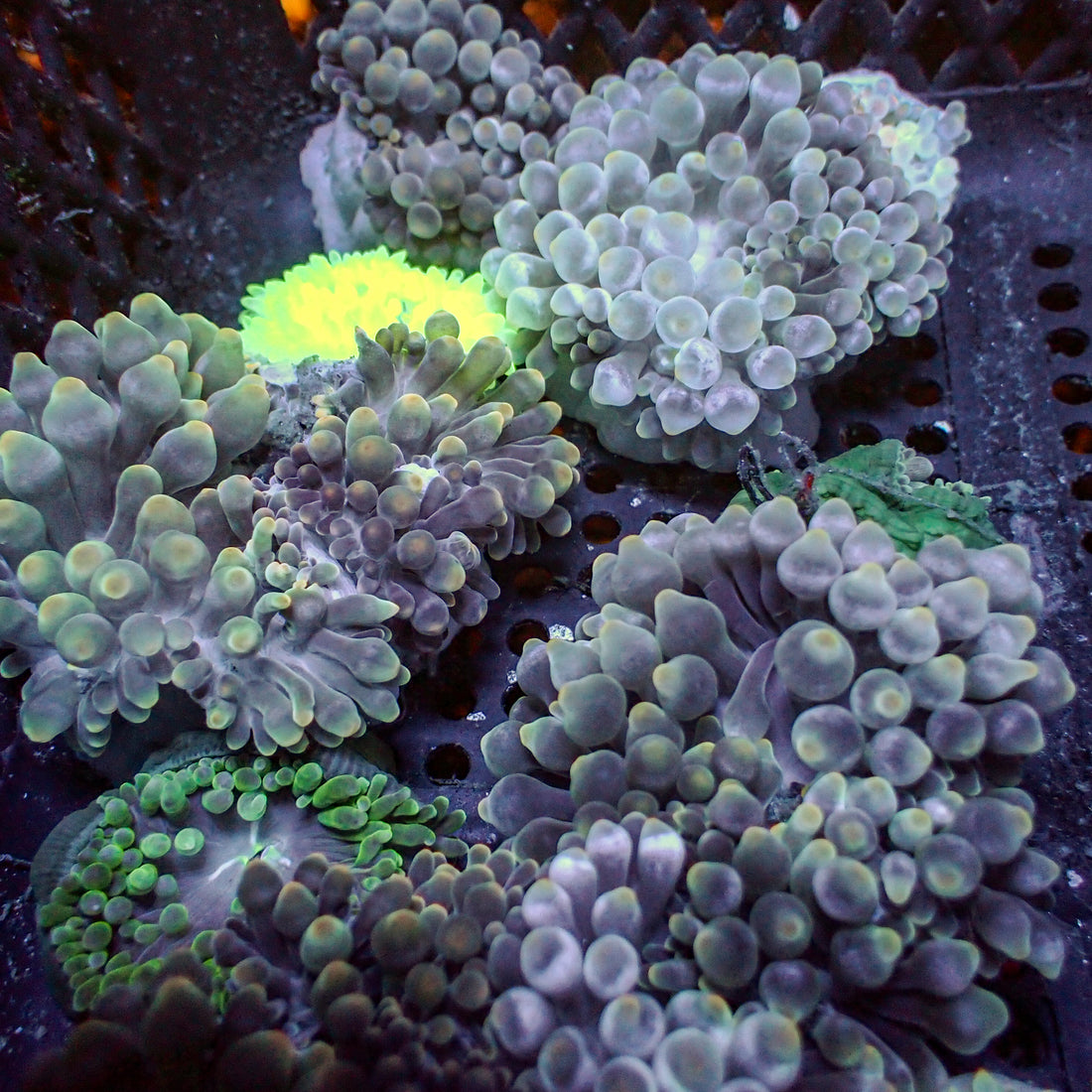 Ghost Candy Bubble Tip Anemone