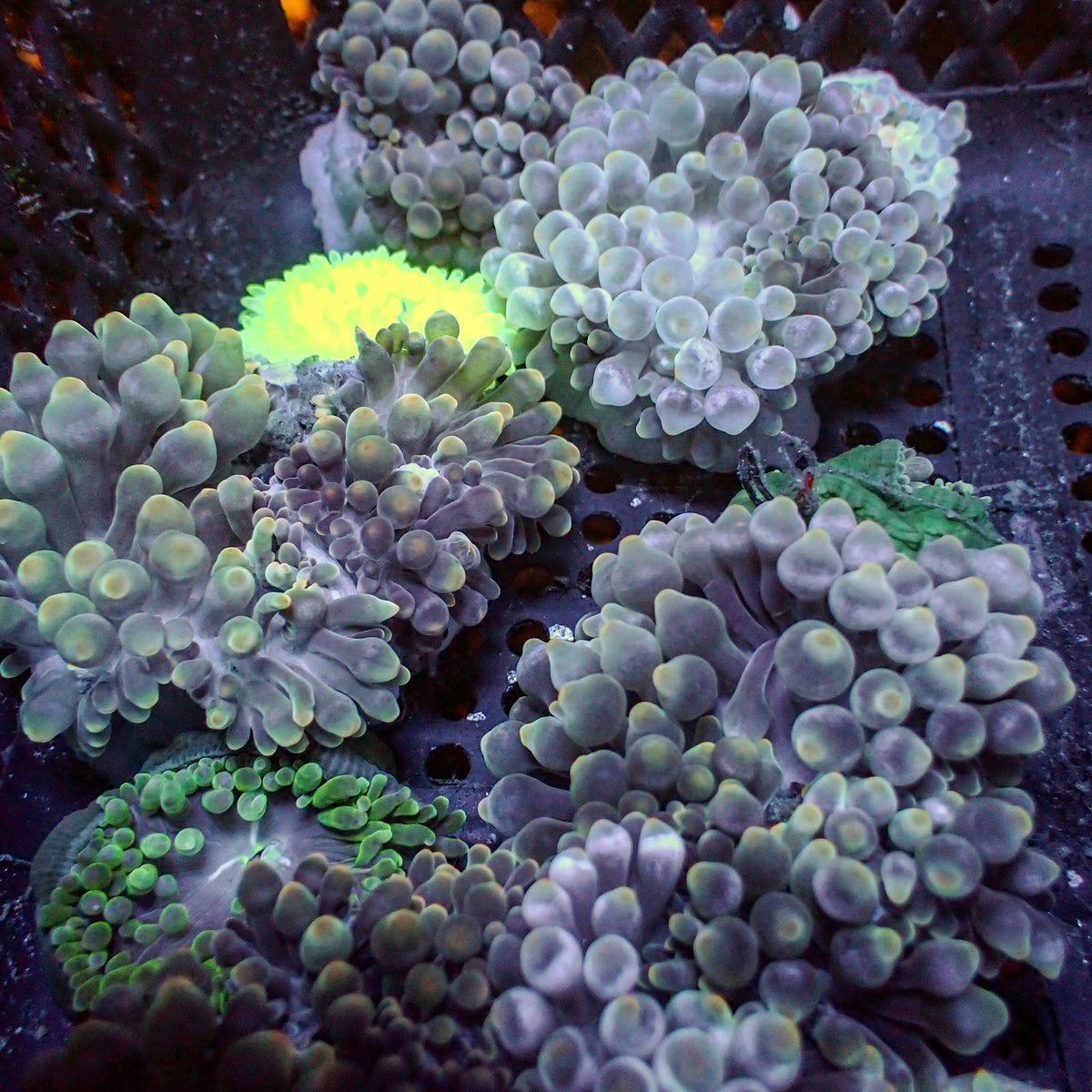 Ghost Candy Bubble Tip Anemone
