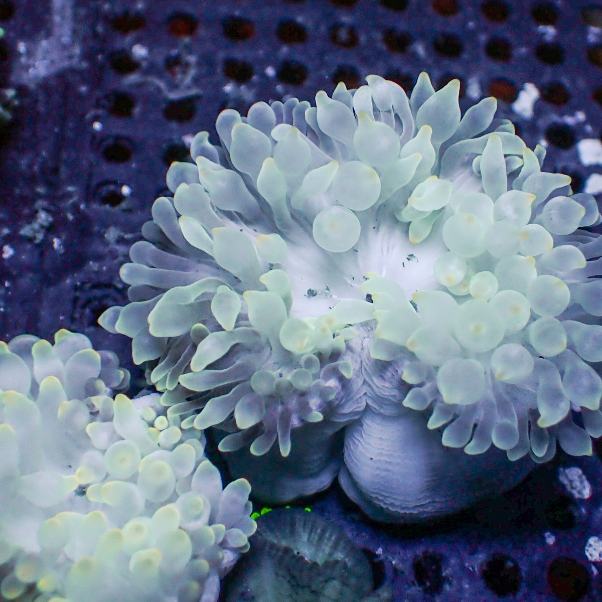 Ghost Candy Bubble Tip Anemone 2
