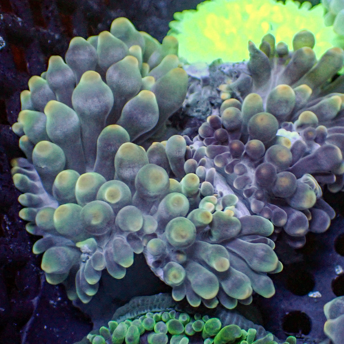 Ghost Candy Bubble Tip Anemone 4