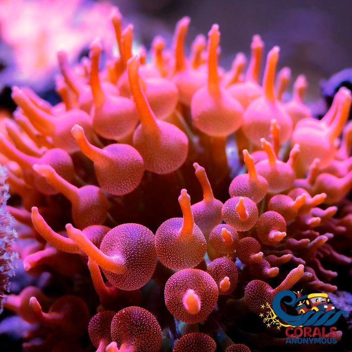 Ultra Rose Rainbow Anemone Bubbletipanemone