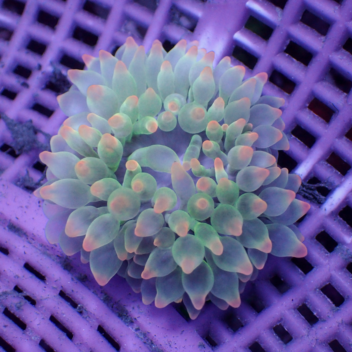 Watermelon Candy Bubble Tip Anemone - Corals Anonymous