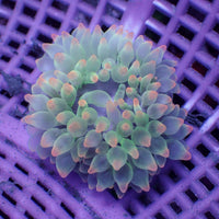Watermelon Candy Bubble Tip Anemone - Corals Anonymous
