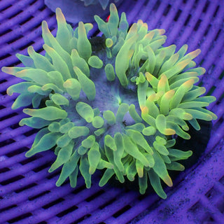 Watermelon Candy Bubble Tip Anemone - Corals Anonymous
