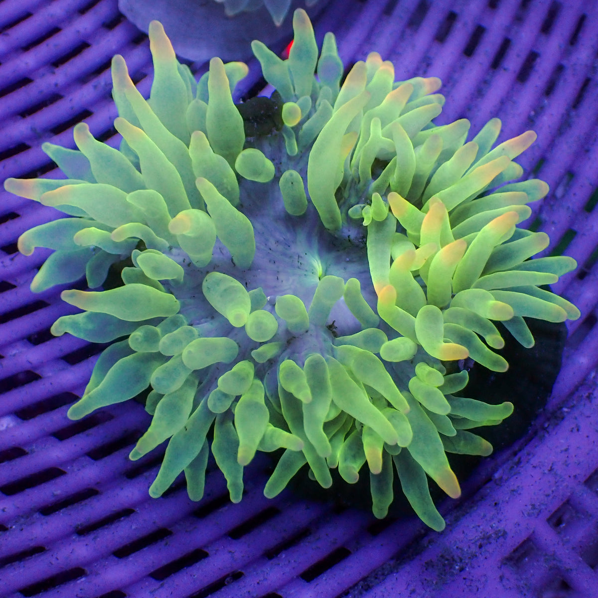 Watermelon Candy Bubble Tip Anemone - Corals Anonymous