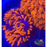 Ca Scarlet Widow Anemone Bubble tip anemone