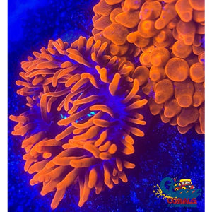 Ca Scarlet Widow Anemone Bubble tip anemone