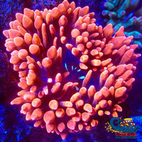 Ca Scarlet Widow Anemone Bubble tip anemone

